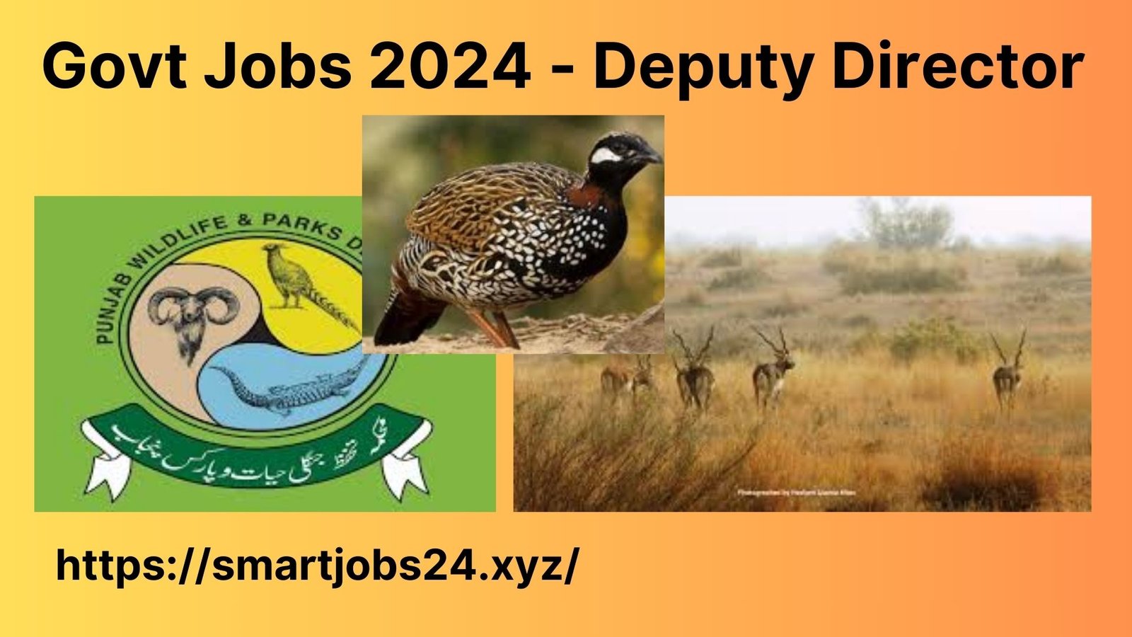 Govt Jobs 2024 - Deputy Director